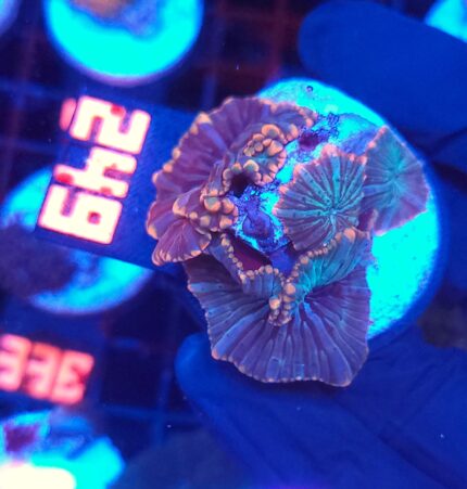 Discosoma watermelon (249)