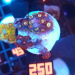 Zoanthus (250)