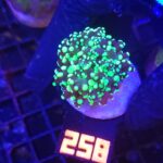 Euphyllia paradivisa toxic green tip 1h (258)