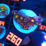 Zoanthus (260)
