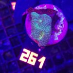 Acanthastrea sp. (261)