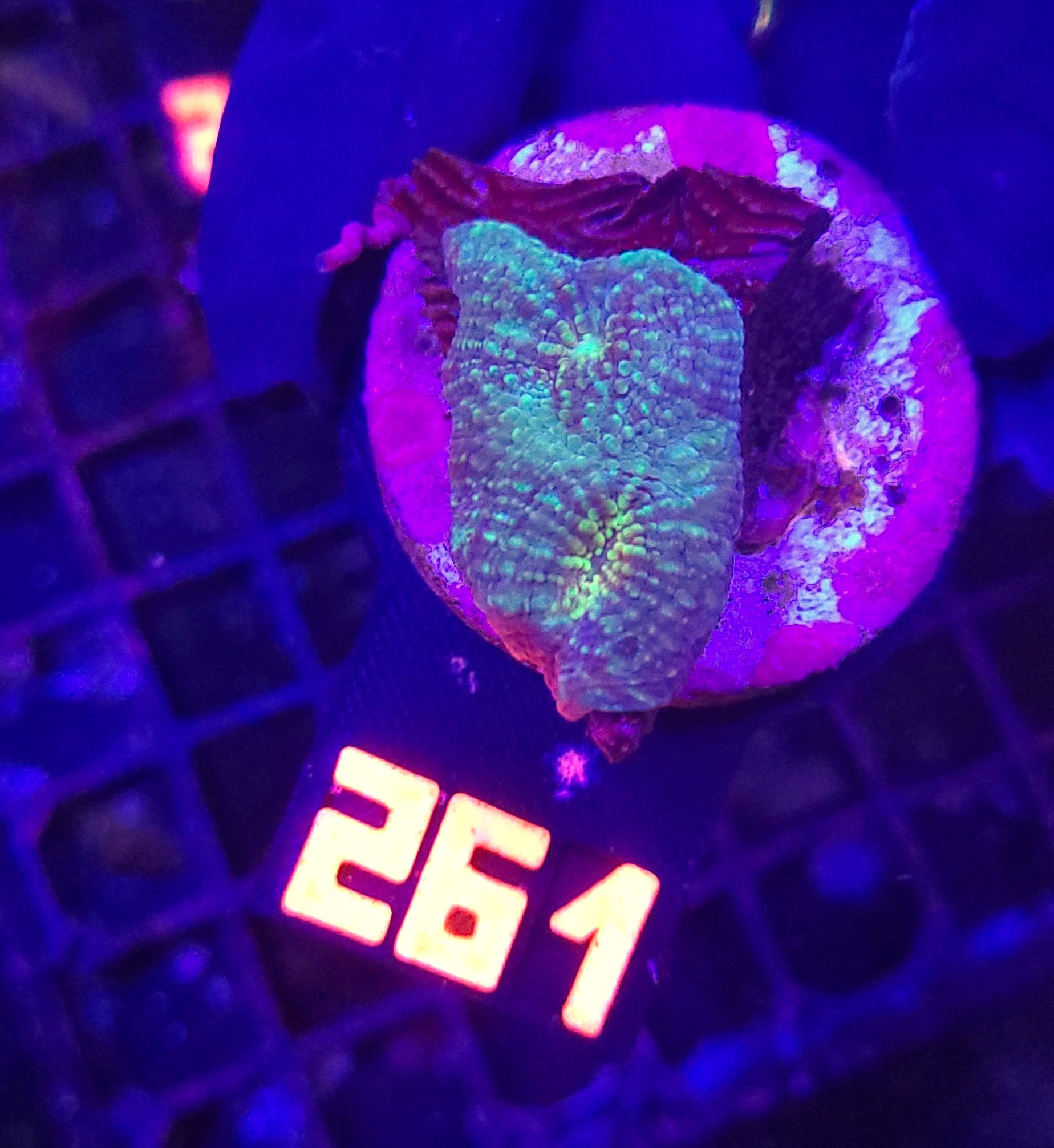 261 Acanthastrea sp. (261) - obrazek 1