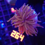 Euphyllia glabrescens „24K” 1h (264)