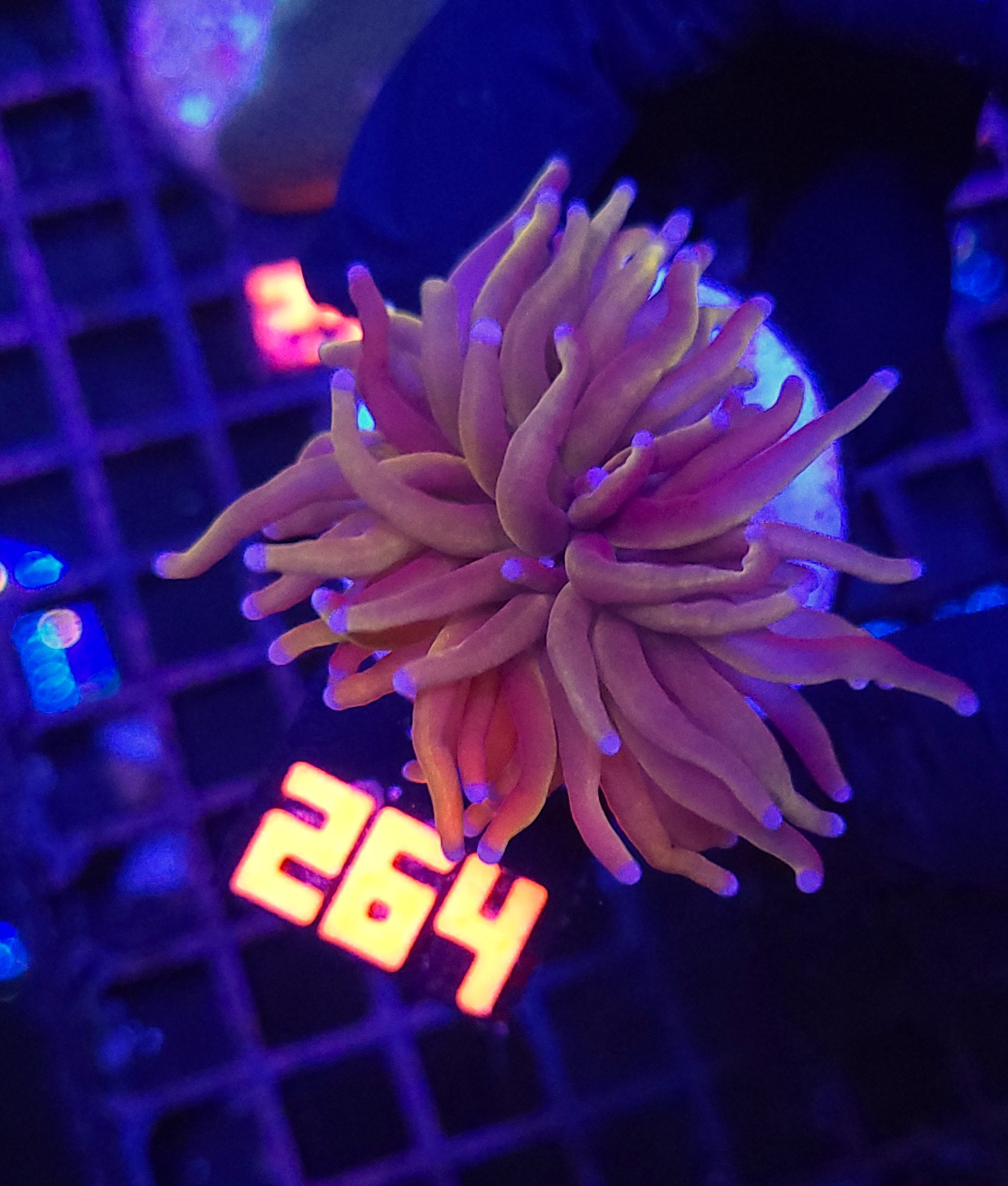 264 Euphyllia glabrescens „24K” 1h (264) - obrazek 1