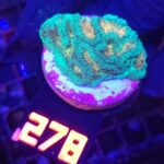 Favia Green Orange (278)