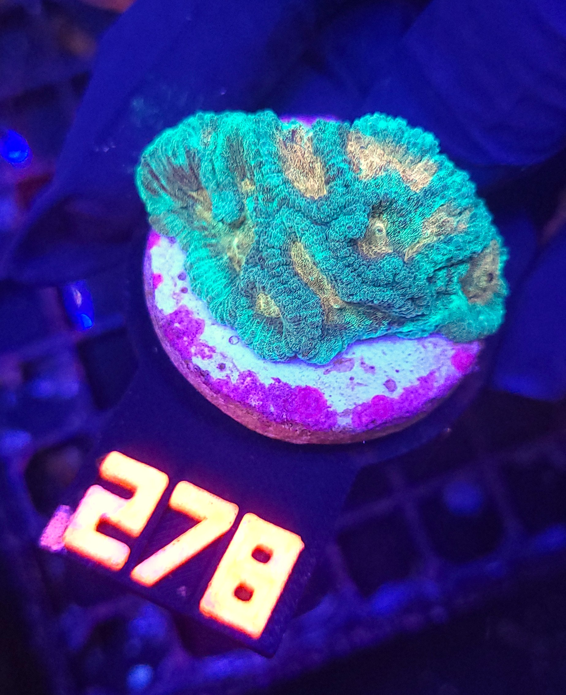 278 Favia Green Orange (278) - obrazek 1