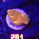 Acanthastrea Honey Gold (281)
