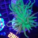 Euphyllia glabrescens green blue tip 2h (284)