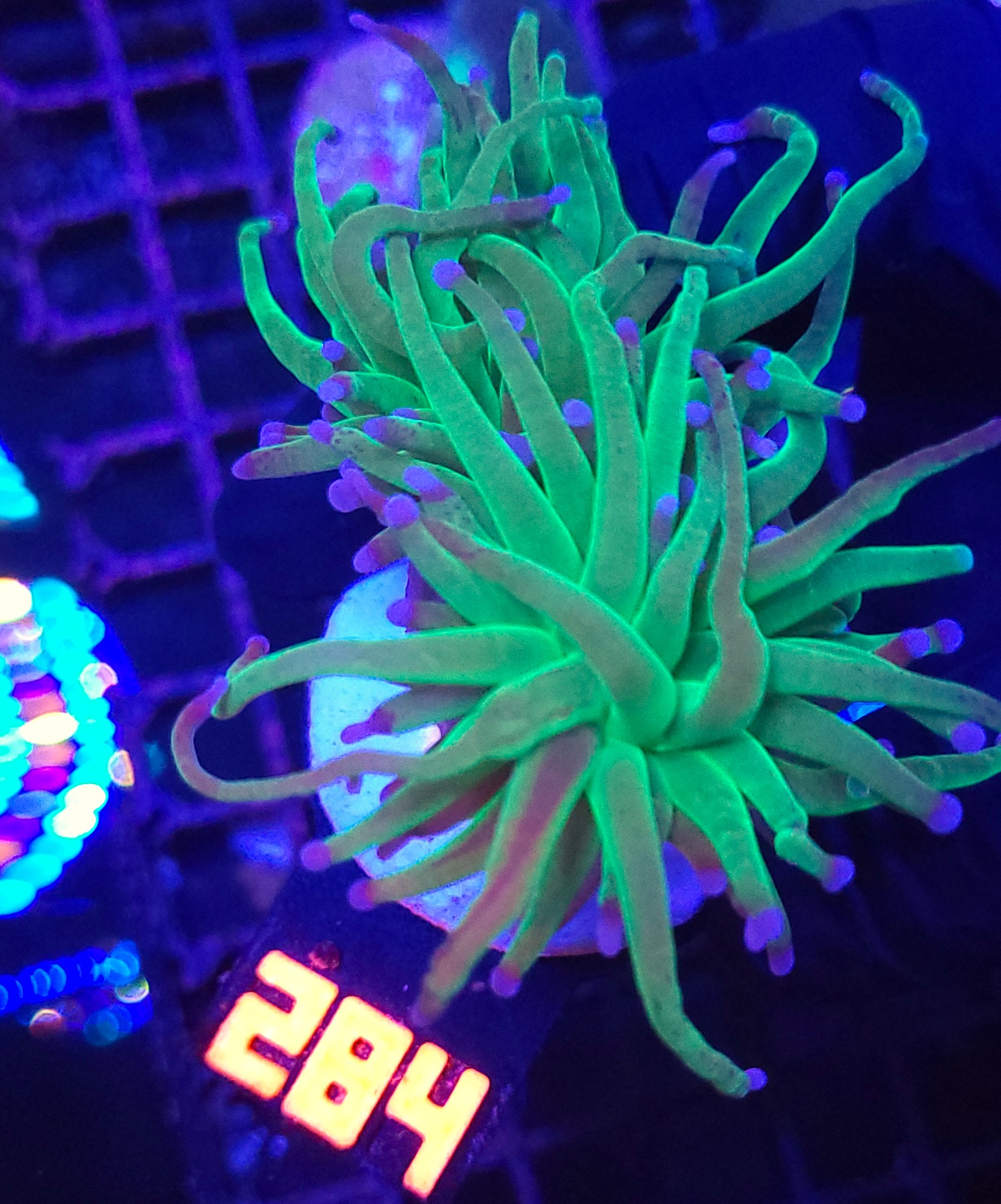 284 Euphyllia glabrescens green blue tip 2h (284) - obrazek 1