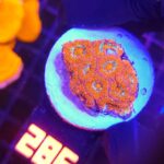 Acanthastrea Neon Red (286)