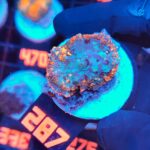 Rhodactis Blue - Orange Rim (287)