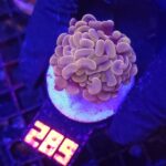 Euphyllia paraancora 1h (289)