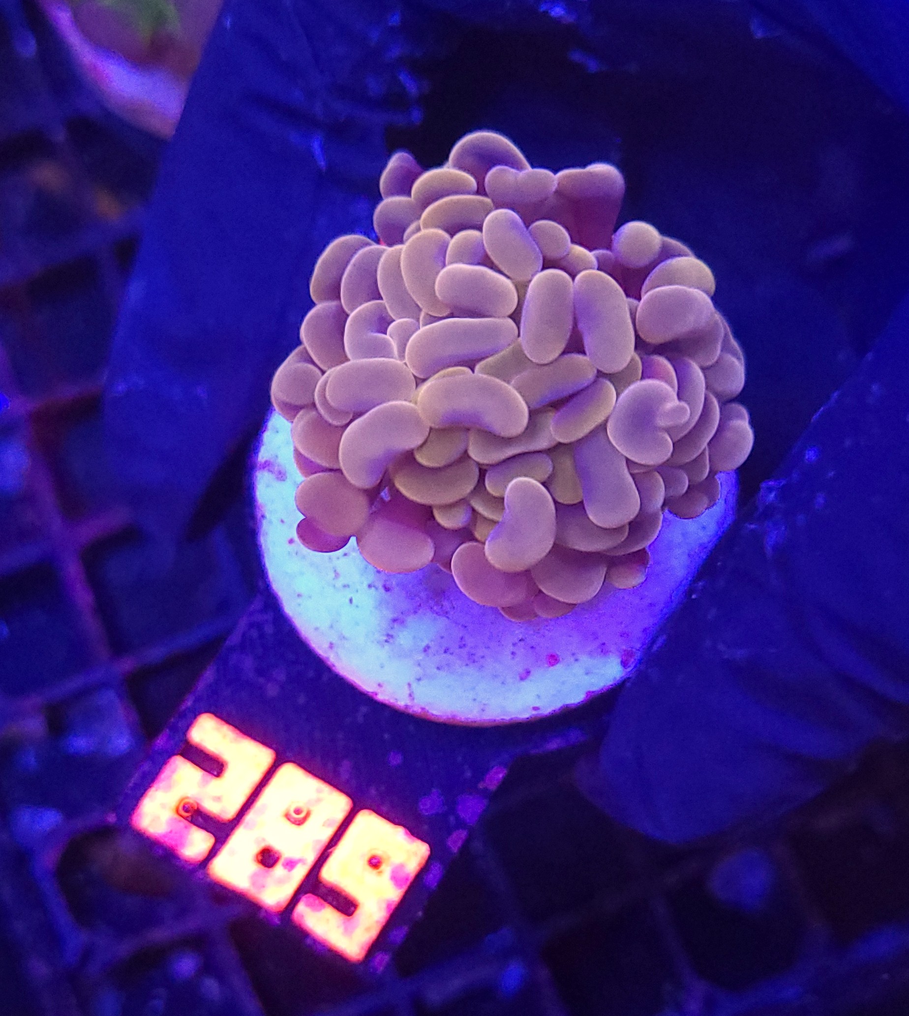 289 Euphyllia paraancora 1h (289) - obrazek 1