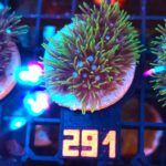 Briareum (291)