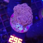 Euphyllia paraancora 1h (296)