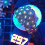 Zoanthus (297)
