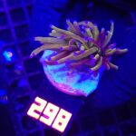 Euphyllia glabrescens „24K” 1h (298)
