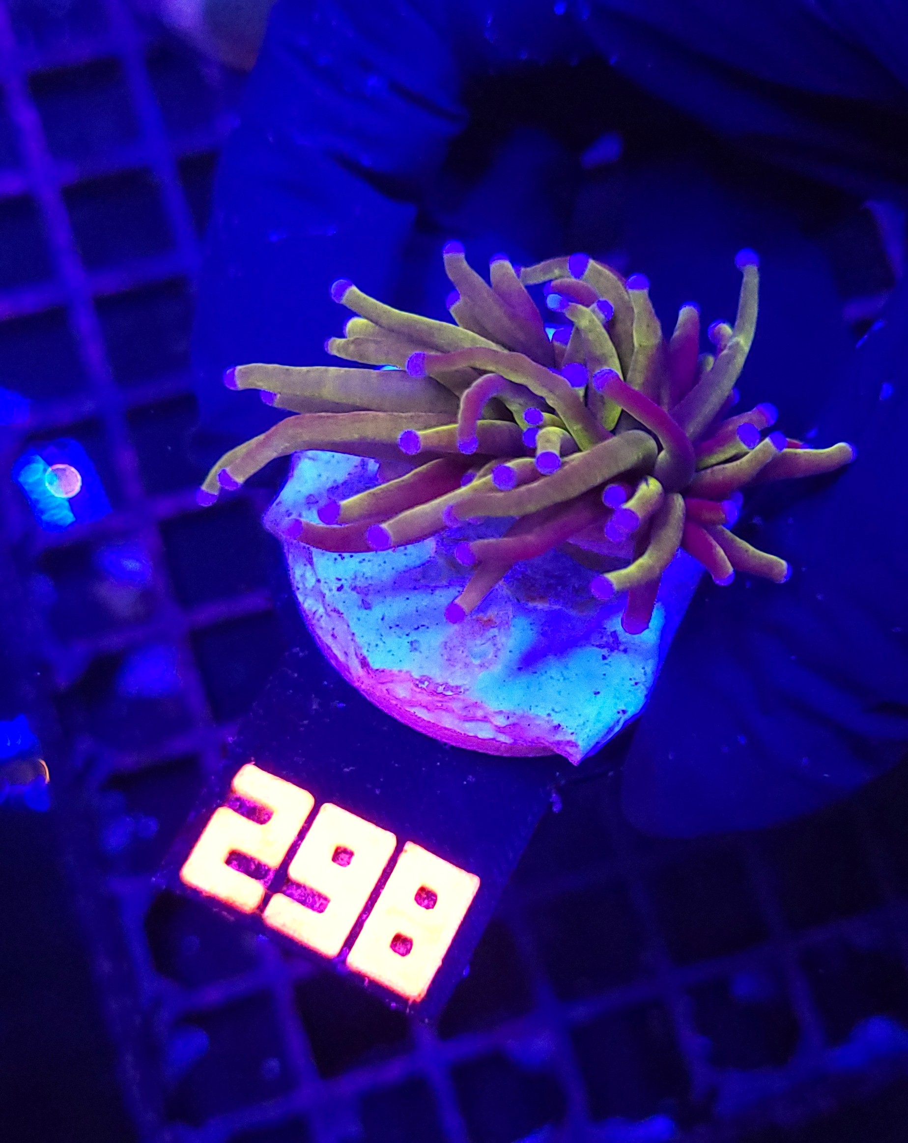 298 Euphyllia glabrescens „24K” 1h (298) - obrazek 1