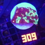 Favites pentagona (309)