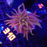 Euphyllia glabrescens „24K” 1h (310)