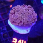 Euphyllia paraancora 2h (314)
