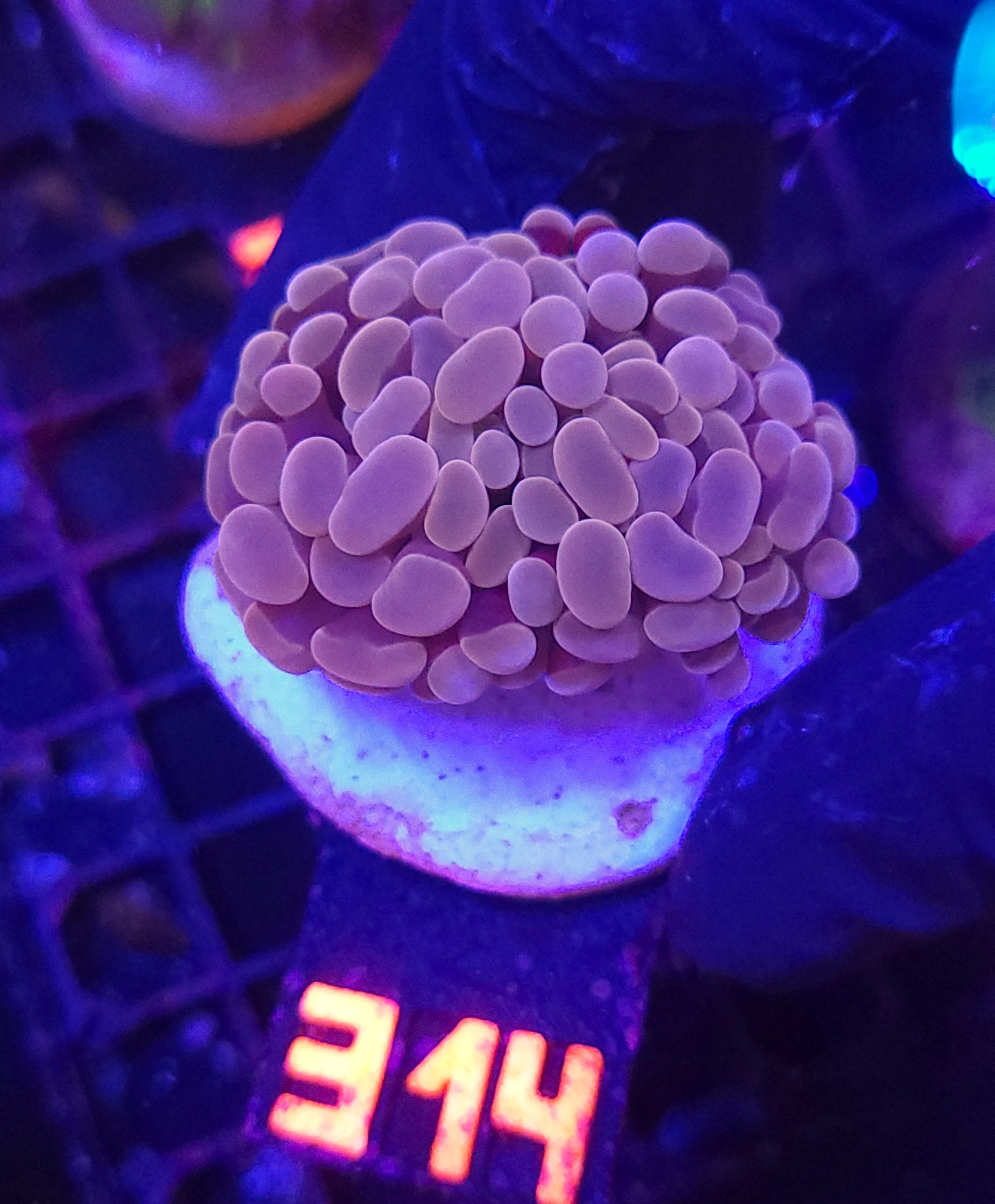 314 Euphyllia paraancora 2h (314) - obrazek 1