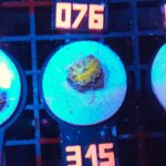 Ricordea yuma gold (315)