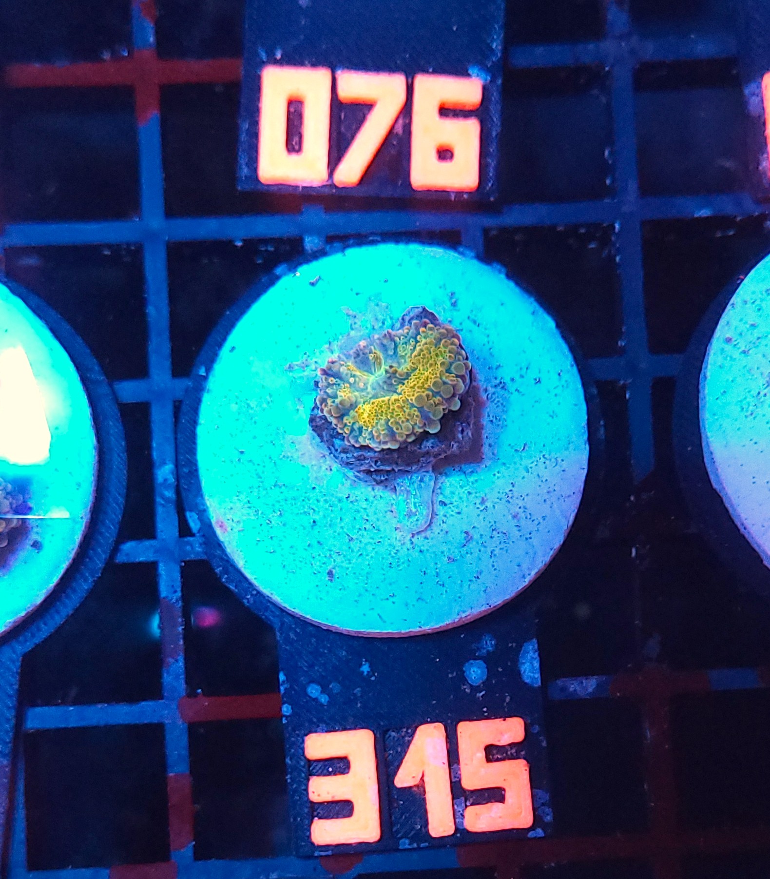 315 Ricordea yuma gold (315) - obrazek 1