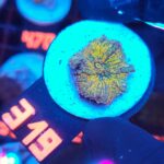 Ricordea yuma gold (319)