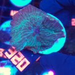 Discosoma watermelon (320)