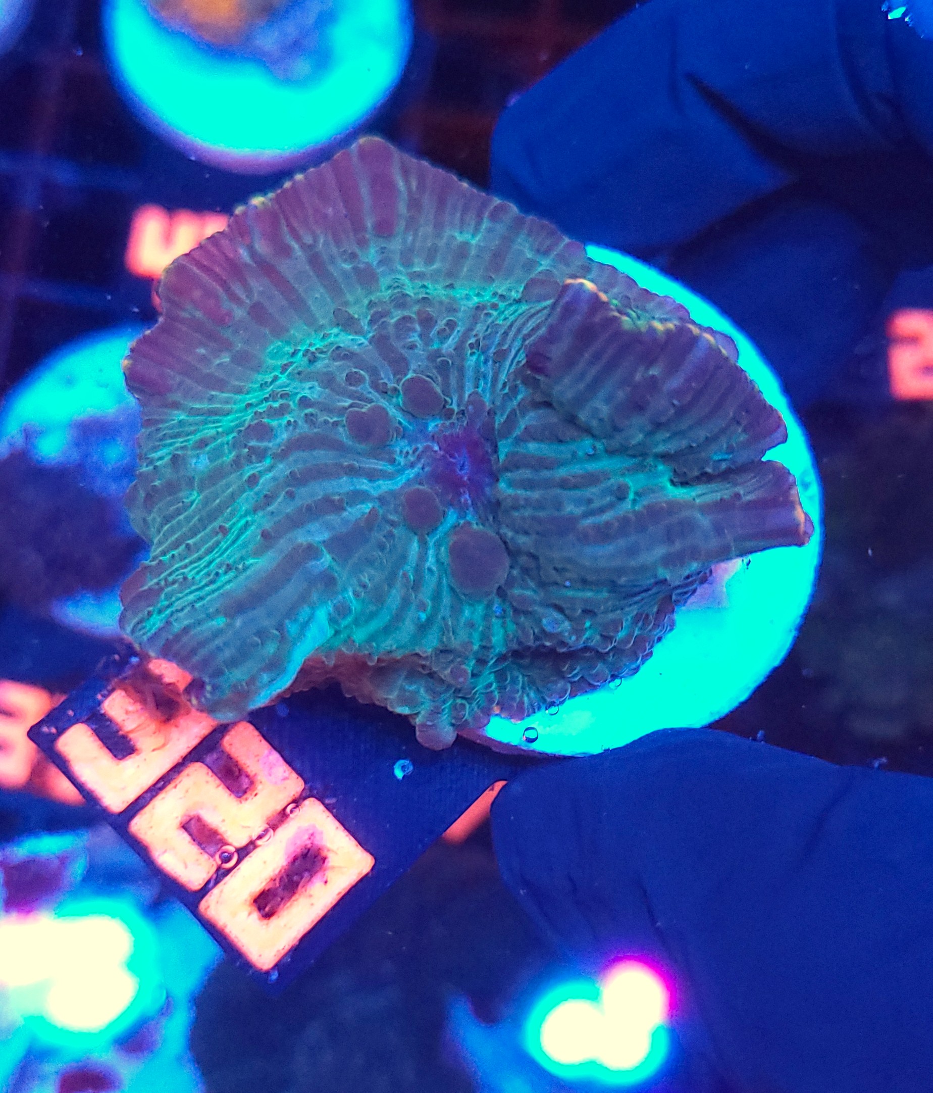 320 Discosoma watermelon (320) - obrazek 1