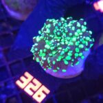 Euphyllia paradivisa toxic green tip 1h (326)