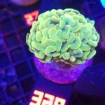 Euphyllia paraancora 1h (328)