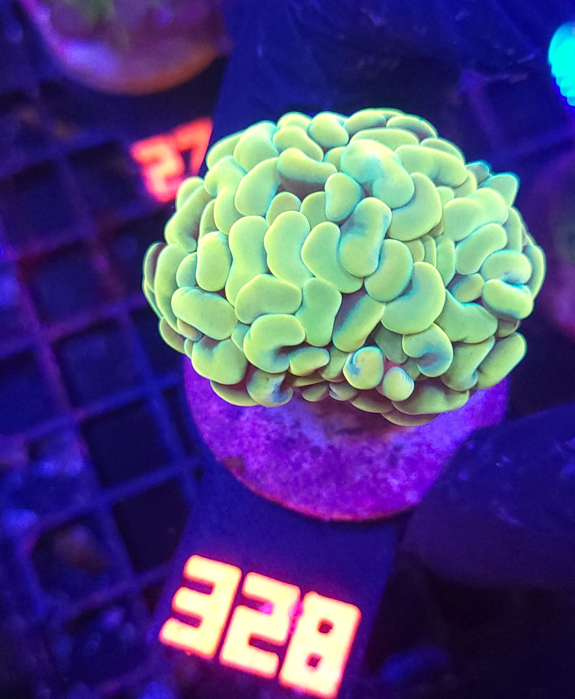 328 Euphyllia paraancora 1h (328) - obrazek 1