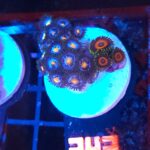 Zoanthus (343)