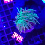 Euphyllia glabrescens green blue tip 1h (349)