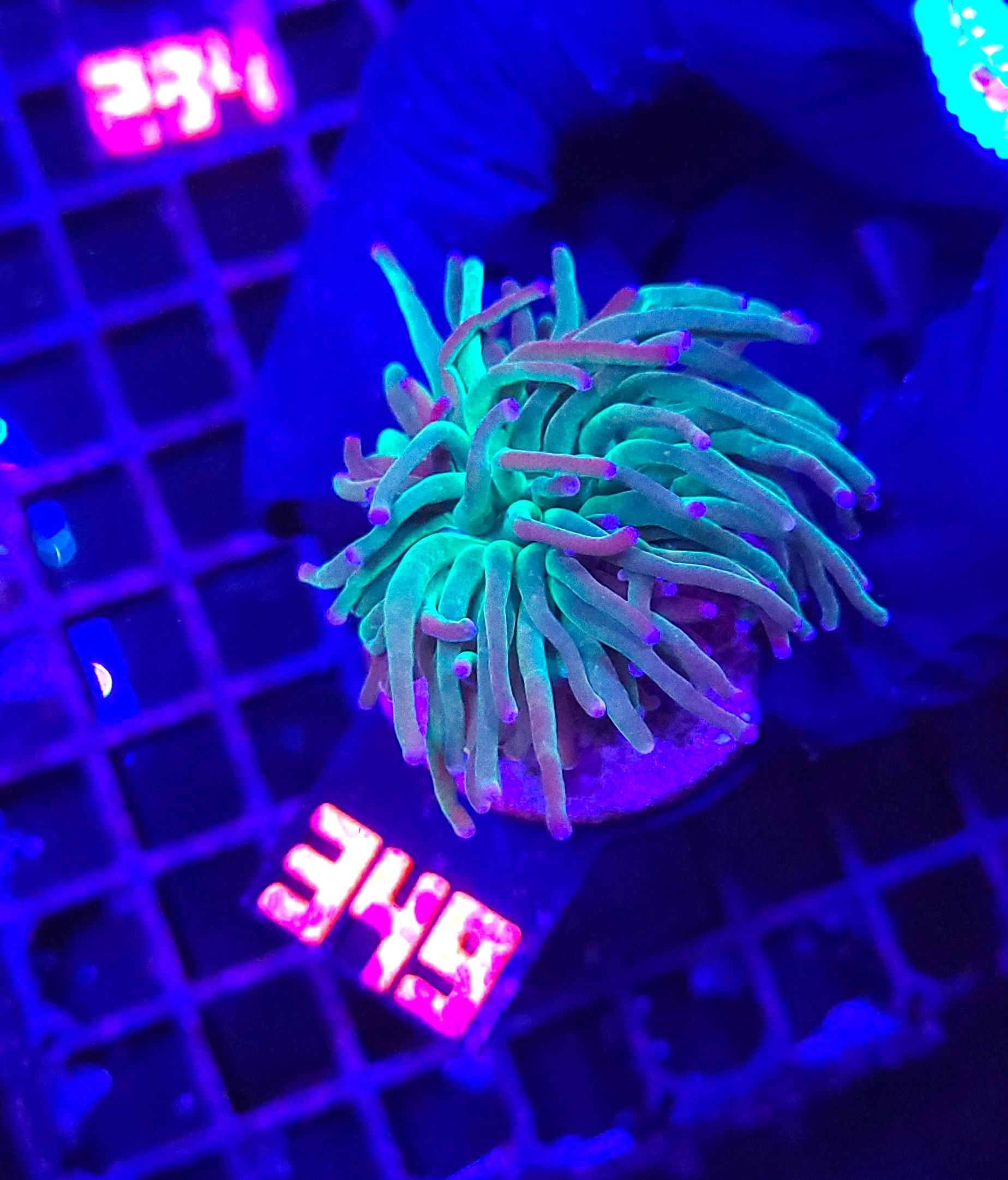 349 Euphyllia glabrescens green blue tip 1h (349) - obrazek 1