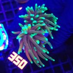 Euphyllia glabrescens dragon soul 2h (350)