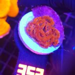 Acanthastrea Neon Red (352)