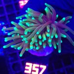 Euphyllia glabrescens dragon soul 1h (357)