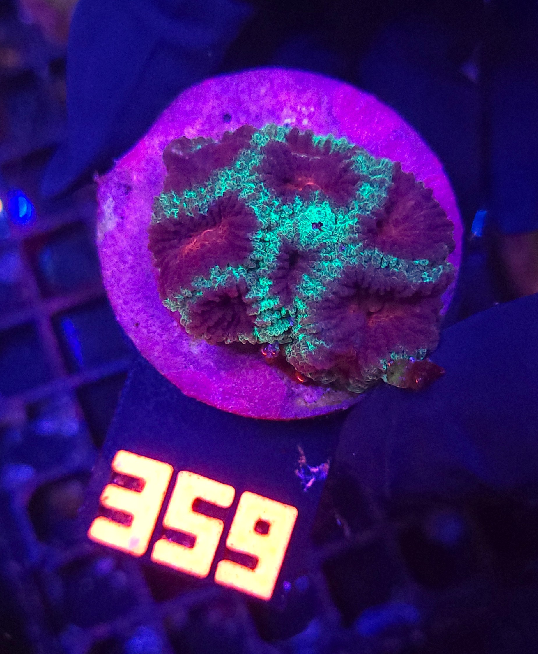 359 Favia pallida "Moon" (359) - obrazek 1