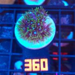 Briareum (360)