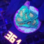 Favia Green Orange (361)