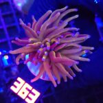 Euphyllia glabrescens „24K” 2h (363)