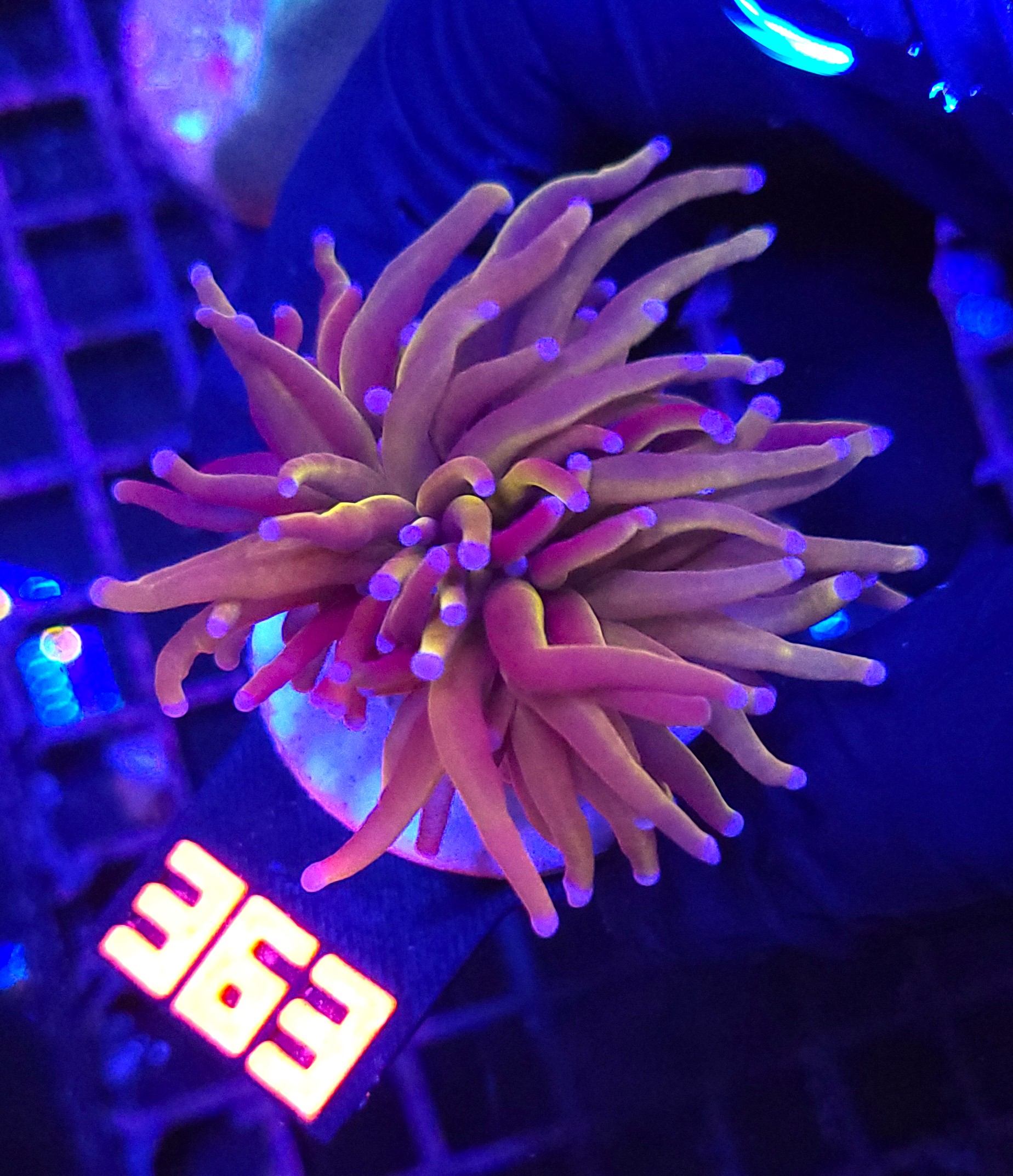 363 Euphyllia glabrescens „24K” 2h (363) - obrazek 1
