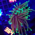 Euphyllia glabrescens dragon soul 2h (364)
