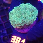Euphyllia paraancora 3h (381)