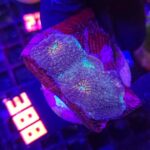 Acanthastrea sp. (388)