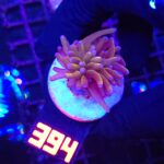 Euphyllia glabrescens „24K” 1h (394)