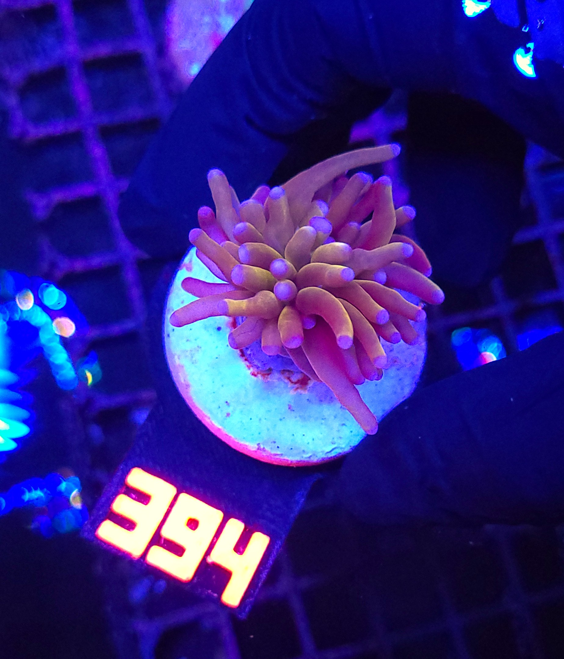 394 Euphyllia glabrescens „24K” 1h (394) - obrazek 1